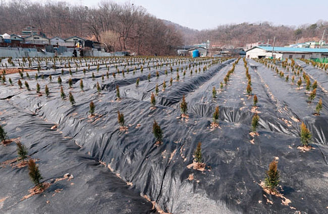 경기도 시흥시 과림동. LH 직원 투기 의혹 토지에 묘목들이 심겨 있다. 사진 연합뉴스