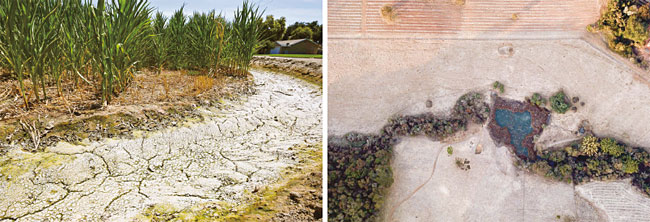 미국 캘리포니아주의 한 옥수수 농장 바닥이 가뭄으로 갈라져 있다(왼쪽). 20년 만에 최악의 서리가 내려 농산물 생산에 차질을 입은 브라질 바르지냐. 사진 AFP연합