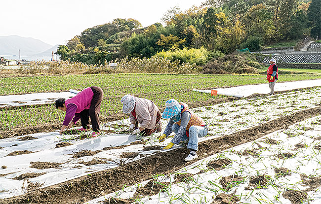 마늘밭의 농부들. 사진 최갑수