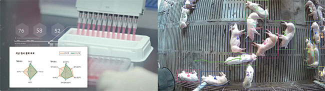 한국축산데이터의 ‘팜스플랜’ 케어 서비스(왼쪽)와 ‘팜스플랜’을 이용한 돼지 활동성 측정 화면. 사진 한국축산데이터
