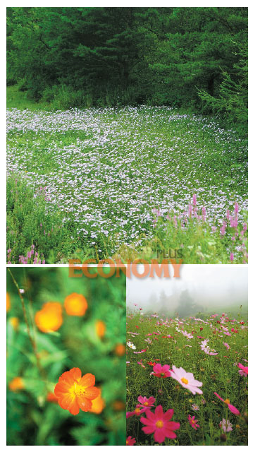 - (위)구와우마을 해바라기 꽃동산에는 해바라기 말고도 다양한 들꽃이 피어있다. (왼쪽)길가에 피어있는 들꽃. (오른쪽)구와우마을에 핀 코스모스. 안개 속 코스모스 꽃밭이 매력적이다.