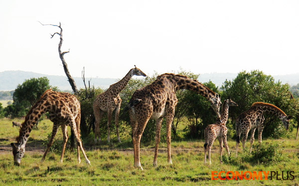 케냐 마사이마라 국립공원을 누비는 기린과 수십만마리 홍학이 서식하는 케냐 나쿠르 국립공원(아래)