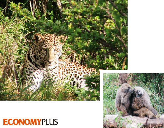 케냐 마사이마라 국립공원에서 만날 수 있는 야생동물들