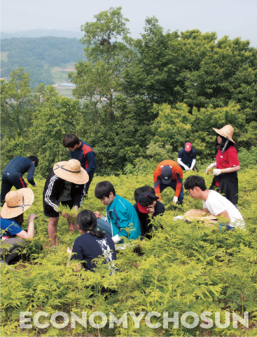 충남 위(Wee)스쿨 학생들이 거북이마을에서 고사리 수확 체험을 하고 있다.