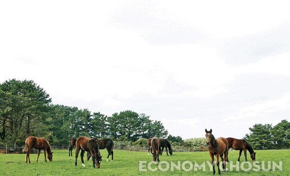 제주시 오등동 명마목장에서 0세마들이 자유롭게 풀을 뜯고 있다.