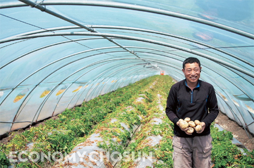 - 2.3ha(6900평)의 시설하우스에서 감자를 재배하고 있는 김용국씨(57).