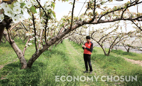 - 경북 상주에서 배 농사를 짓고 있는 나사웅씨는 토지를 임차해 지난해 4000만원의 수익을 올렸다.