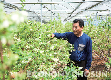 - 블루베리 농장을 일구고 있는 블루팜블루베리 이근홍씨는 경북 상주에서도 소득이 많은 억대 부농이다.