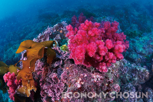 - 제주 문섬 주변 해역은 수중경관의 보전 가치를 인정받아 지난 2002년 해양보호구역으로 지정됐다. 사진은 문섬 주변 해역의 산호 군락지.