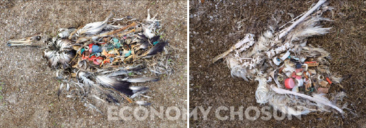 - 바다 위에 버려진 플라스틱을 먹고 죽은 바다새들의 처참한 모습.