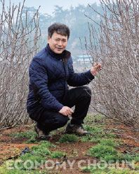 - 네이버에서 블로그 ‘고창 아로니아 다솜아빠’를 운영하고 있는 최용호 불로장생베리팜 대표.