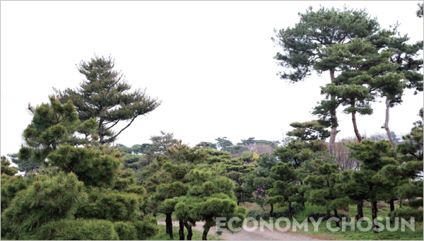 - 나무도 유행을 타기 때문에 현재 인기 있는 나무라고 많이 심었다가는 낭패를 보게 된다. 장기적인 안목을 갖고 나무의 종류를 선택해야 한다. 사진은 경기도 화성의 향촌 조경공사 내 나무들.