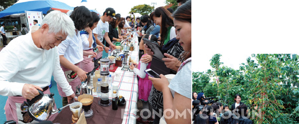 (좌) 강릉커피축제 개막식은 100명의 바리스타가 동시에 하나의 원두로 커피를 내려 독특한 경험을 선사하는’100인100미(味)’ 행사다. <사진 : 강릉문화재단> (우) 강릉커피농장에서는 커피나무가 재배되고 있다. <사진 : 강릉커피박물관>
