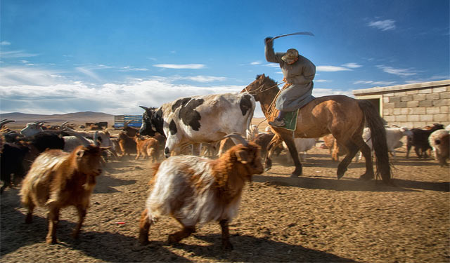 길을 가다 마주친 유목민의 모습. 마부가 가축들에게 물을 마시게 해주기 위해 한 곳으로 몰고 있다. <사진 : 김울프>