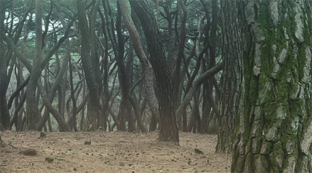삼릉원 소나무 숲