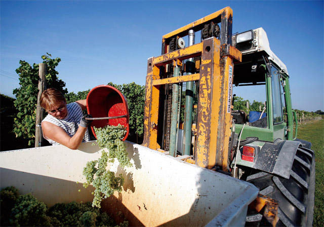 포를리-체세나의 한 포도밭에서 농민이 포도를 수확하고 있다. 수확한 포도는 와인 양조장 등에서 가공돼 고부가가치 상품으로 탈바꿈한다. <사진 : 블룸버그>