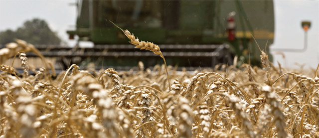 올 여름 기상 조건이 좋았던 덕분에 곡물 생산량이 크게 늘어 국제 곡물가격이 하락세다. 올 들어 밀 가격은 21% 떨어졌다. 미국의 밀 농장 전경 <사진 : 블룸버그>