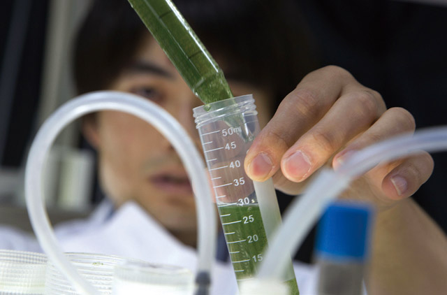 일본 요코하마 소재 IHI 네오 바이오리서치센터에서 한 연구원이 조류를 관찰하고 있다. 한·중·일 3국 정부는 신성장동력으로 바이오 산업 경쟁력 강화를 위해 지원을 강화하고 있다. <사진 : 블룸버그>
