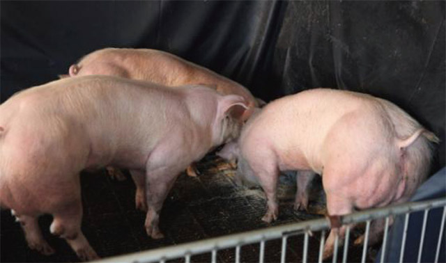 김진수 서울대 교수와 윤희준 중국 옌볜대 교수는 2015년 7월 유전자 가위 기술을 이용해 근육량을 크게 늘린 신품종 돼지를 미국 과학잡지 <네이처>를 통해 공개했다. <사진 : 네이처>