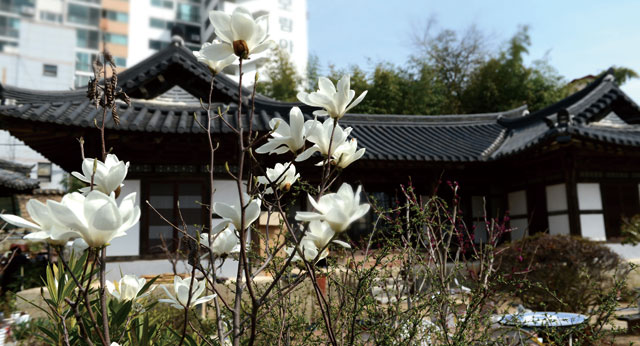 동요 ‘고향의 봄’ 에서 ‘울긋불긋 꽃 대궐’로 등장하는 조각가 김종영의 생가. <사진 : 이우석>