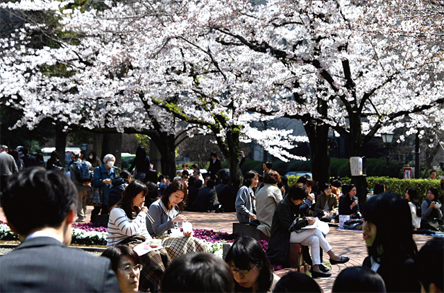 4월 3일 도쿄 한 공원의 만개한 벚꽃나무 아래에서 직장인들이 점심을 먹고 있다. <사진 : AFP 연합>