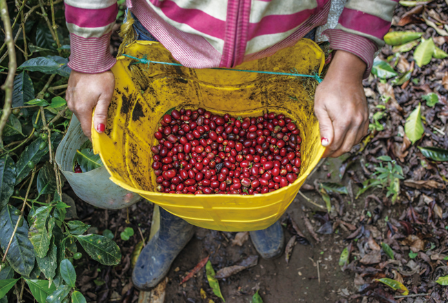 스페셜티 커피는 각 산지와 농장만의 개성 있는 향과 맛을 특징으로 한다. 사진은 콜롬비아의 한 커피 농장에서 수확된 생두. 사진 블룸버그