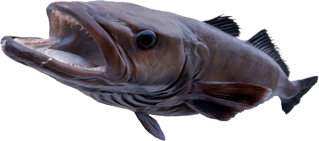 우리에게 ‘메로’로 잘 알려진 파타고니아 이빨고기. 사진 스톡홀름 회복센터
