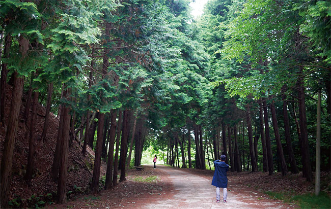 소록도의 편백숲에서 관광객들이 산책하고 있다. 사진 이우석