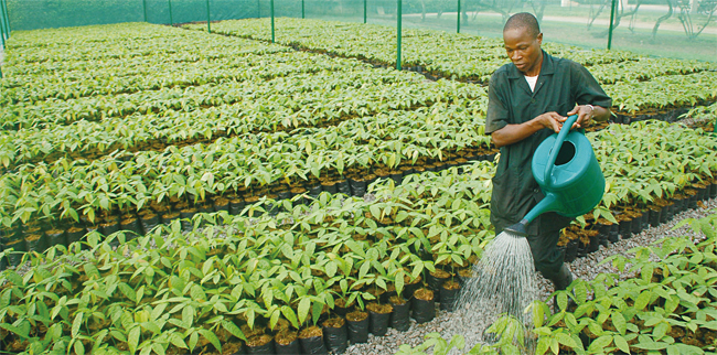 네슬레는 카카오 농가의 빈곤 문제를 해소하기 위해 농작물 생산 비용을 줄이고 품질을 높이는 기술을 보급했다. 코트디부아르에 위치한 한 농가에서 농부가 카카오 묘목에 물을 주고 있다. 사진 네슬레