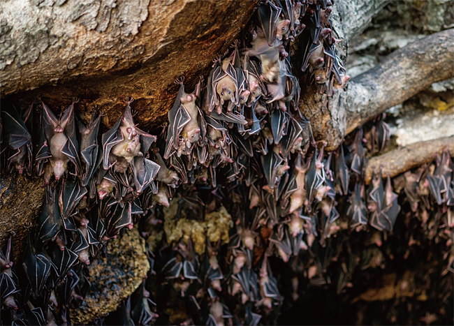 동굴에 매달려 있는 박쥐들.