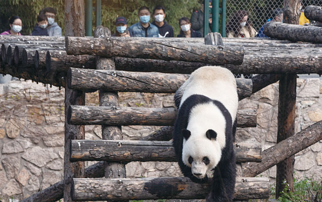 3월 25일 중국 베이징 동물원에서 마스크를 쓴 관람객들이 자이언트 판다를 관람하고 있다. 사진 EPA연합