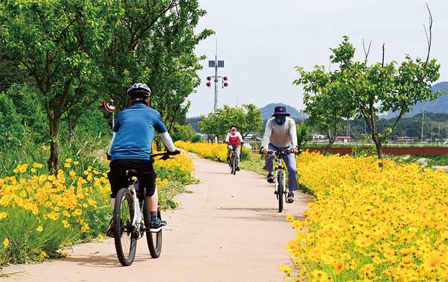 5월 27일 전북 남원시 요천 자전거길에 여름꽃인 금계국이 활짝 핀 가운데, 그 사이로 시민들이 자전거를 타고 있다. 사진 연합뉴스