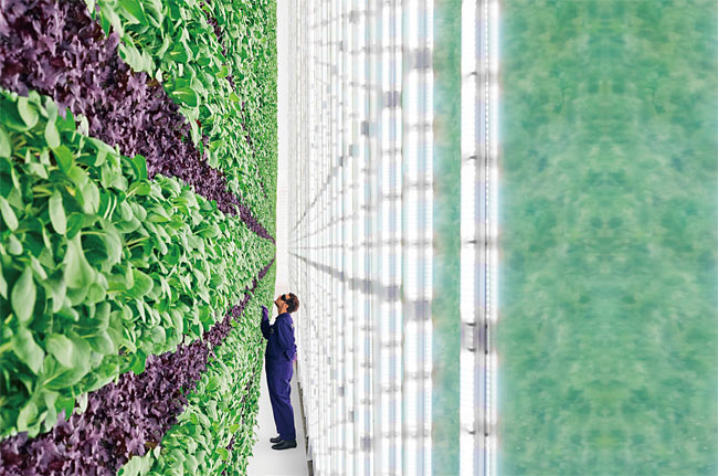 소프트뱅크의 비전펀드는 미국 실리콘밸리에 있는 농업 스타트업인 플렌티에 2억달러를 투자했다. 플렌티는 공장형 건물 내부의 벽면을 따라 작물을 대량으로 키우는 ‘버티컬 파밍(vertical farming·수직 농사)’ 노하우를 보유하고 있다. 사진 플렌티