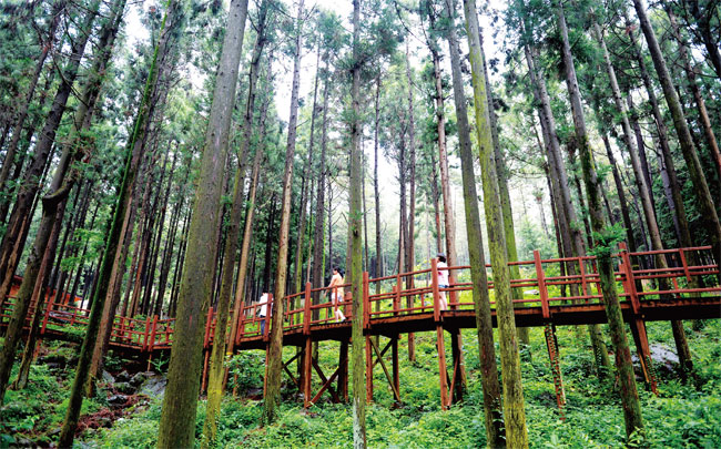 정남진 편백숲 우드랜드 속 편백나무 가을숲을 시민들이 걷고 있다. 사진 이우석