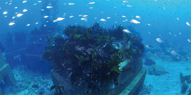 울릉도 남쪽 바다에 설치된 인공 어초 ‘트리톤’. 사진 포스코