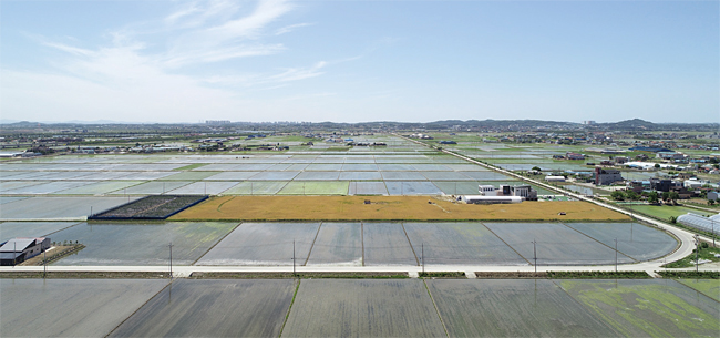 전대경 대표가 쌀농사를 짓는 평택평야와 보리밭의 5월쯤 모습. 사진 김하늘