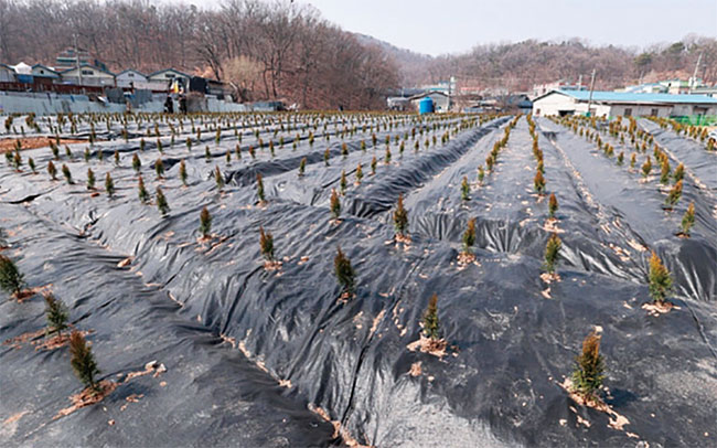 과림동의 LH 직원 투기 의혹 토지에 나무 묘목들이 심어져 있다. 사진 연합뉴스
