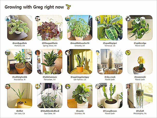 Greg 앱 커뮤니티에 사용자들이 올린 반려식물 사진들이 피드 형태로 정렬돼 있다. 사진 Greg