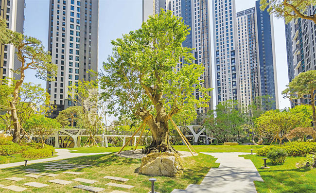 서울 서초동 ‘서초그랑자이’ 단지의 팽나무. 사진 GS건설