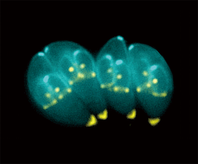 톡소포자충의 현미경 사진. 안쪽에 딸세포(가운데 노란색)들이 형태를 잡아가고 있다. 사진 위키미디어