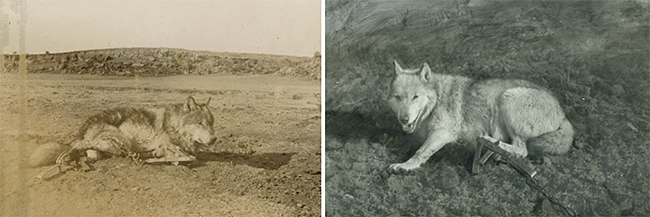 19세기 말 미국 뉴멕시코주를 공포에 떨게 했던 늑대왕 로보(왼쪽)가 사람들에게 붙잡혔다. 로보는 먼저 잡힌 짝인 암컷 블랑카(오른쪽)를 찾아 마을로 왔다가 사람들에게 사로잡혔다. 사진 Ernest Seton