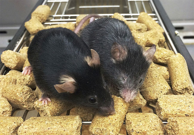 생후 16개월 된 생쥐(왼쪽)와 5개월 된 생쥐. 5개월 생쥐는 유전자는 멀쩡하지만 DNA가 감겼다가 풀리는 과정에서 손상이 생겨 노화가 빠르게 진행됐다. 돌연변이가 아닌 후천적 요인으로 노화가 유발될 수 있음을 입증한 것이다. 사진 미 하버드대 의대