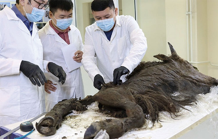 러시아 사하공화국의 북동연방대 연구진이 들소 복제를 위해 영구 동토층에서 발굴한 8000년 전 들소 사체에서 조직을 채취하고 있다. 사진 NEFU