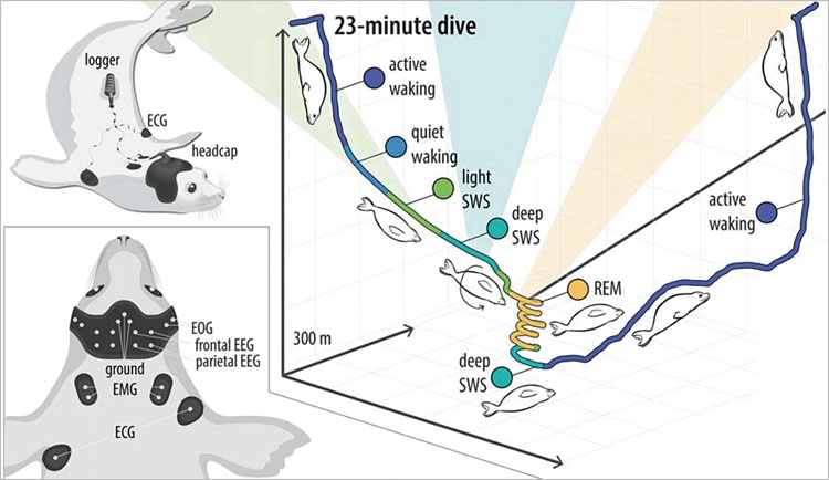 코끼리물범이 잠수하는 동안 뇌 활동을 알기 위해 뇌파(EEG) 센서를 머리에 달았다. 근전도(EMG), 심전도(ECG) 센서도 따로 달아 운동 상태도 확인했다. 물범은 각성(waking) 상태에서 숙면인 서파수면(SWS) 상태에 들어갔다가 300m 깊이에선 렘(REM) 수면에 들어가 자유낙하했다. 사진 Science