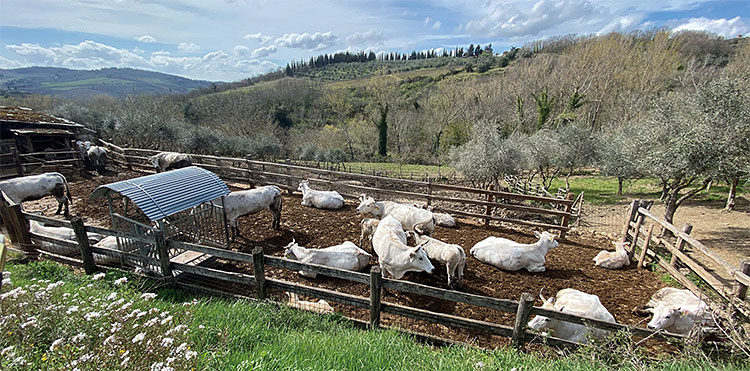 폰토디 포도밭 한편에 자리한 키아니나 소 방목지. 사진 김상미