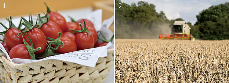 1 일본 사나텍 시드가 2021년부터 시판한 가바(GABA) 고함량 토마토. 이 회사는 크리스퍼 유전자 가위로 토마토의 유전자를 교정해 수면 촉진과 불안 감소 효과를 내는 물질인 가바가 다섯 배나 많이 나오게 했다. 사진 사나텍 시드 2 영국 로탐스테드연구소는 2021년 가을 건강에 좋은 유전자 교정 밀을 처음 파종했다. 이 밀로 만든 밀가루로 빵을 만들면 발암물질인 아크릴아마이드가 많이 생기지 않는다. 사진 로탐스테드연구소