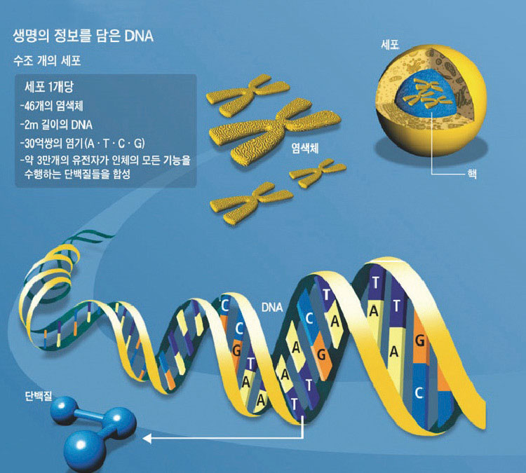 세포핵에 있는 염색체는 단백질의 설계도인 유전물질 DNA가 꼬여 있는 형태다. 인간은 22가지 상염색체와 X, Y 성염색체를 갖고 있다. 사진 미 국립인간게놈연구소