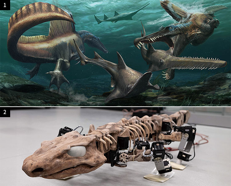 3 9500만 년 전 살았던 스피노사우루스 상상도. 미국 과학자들은 2020년 ‘네이처’에 “아프리카 모로코에서 발굴한 화석과 로봇 실험을 통해 스피노사우루스가 노처럼 생긴 길고 강력한 꼬리로 물속을 헤엄쳐 다녔다는 사실을 처음으로 알아냈다”고 밝혔다. 사진 내셔널지오그래픽 4 2억9000만 년 전에 살았던 오로바테스의 화석을 토대로 만든 로봇인 오로봇. 이 로봇을 통해 오로바테스가 오늘날 파충류처럼 걸었다는 사실을 밝혔다. 사진 ‘네이처’