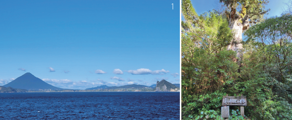 1 야쿠시마로 가는 항로는 작은 산과 많은 섬으로 연결된 해상 연봉으로 이어져 있다. 2 야쿠시마는 삼나무 천국이다.  산속으로 들어가면 수령 2000년이 넘는 삼나무 야쿠스기를 어렵지 않게 만날 수 있다. 최인한 소장