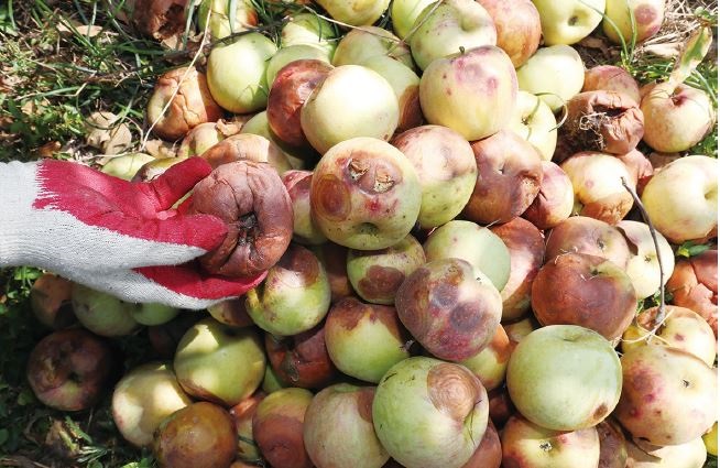 지난해 9월 11일 경남 밀양시 산내면 한 과수원에서 농민이 이상기후에 따른 탄저병과 냉해 등 피해를 입어 썩은 사과를 정리하고 있다. 사진 뉴스1